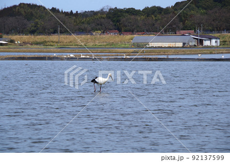 コハクチョウの群れが塒にしている水田にコウノトリが飛来している光景 ... 島根県 安来市：晴れ 92137599