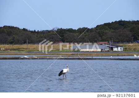 コハクチョウの群れが塒にしている水田にコウノトリが飛来している光景 ... 島根県 安来市:晴れ コハクチョウの群れが塒にしている水田にコウノトリが飛来している光景 ... 島根県 安来市:晴れ 92137601