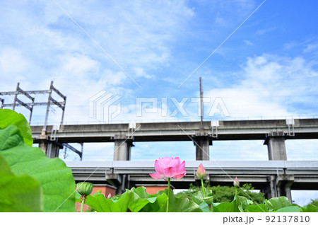 原市沼の古代蓮の花 埼玉県上尾市  原市沼の古代蓮の花 埼玉県上尾市  92137810