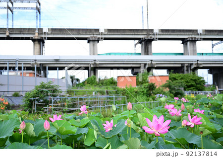 原市沼の古代蓮の花と新幹線 埼玉県上尾市 原市沼の古代蓮の花と新幹線 埼玉県上尾市 92137814