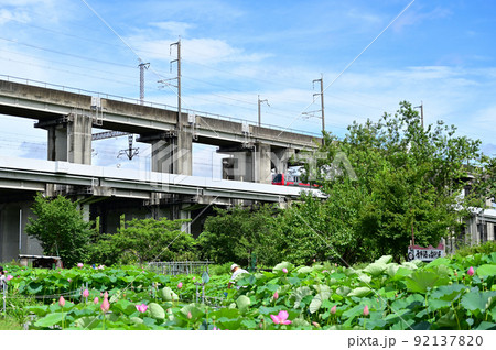 古代蓮とニューシャトル　埼玉県上尾市　原市沼 92137820