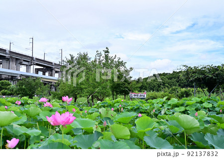 原市沼の古代蓮の花　埼玉県上尾市　 92137832