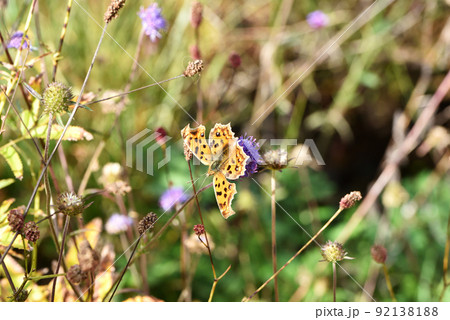 秋の草花とキタテハ 秋の草花とキタテハ 92138188