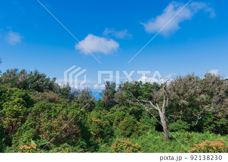 夏の伊豆山稜線歩道の風景 高原の灌木 夏の伊豆山稜線歩道の風景 高原の灌木 92138230