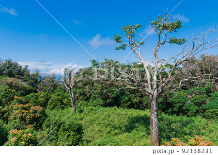 夏の伊豆山稜線歩道の風景 高原の灌木 夏の伊豆山稜線歩道の風景 高原の灌木 92138231