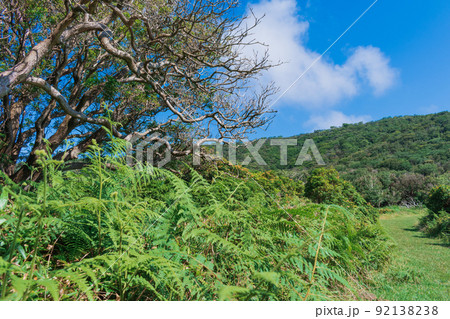 夏の伊豆山稜線歩道の風景 高原の灌木 夏の伊豆山稜線歩道の風景 高原の灌木 92138238