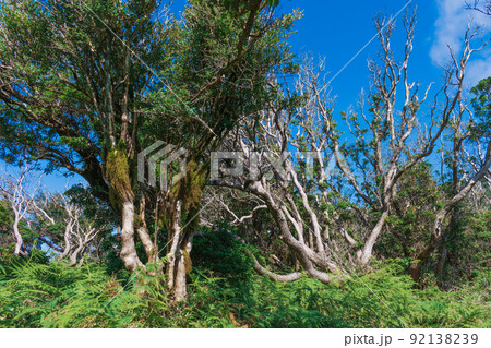 夏の伊豆山稜線歩道の風景 高原の灌木 夏の伊豆山稜線歩道の風景 高原の灌木 92138239