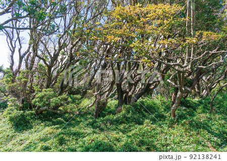 夏の伊豆山稜線歩道の風景 高原の灌木 夏の伊豆山稜線歩道の風景 高原の灌木 92138241