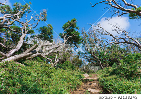 夏の伊豆山稜線歩道の風景 高原の灌木 夏の伊豆山稜線歩道の風景 高原の灌木 92138245
