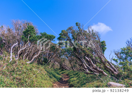 夏の伊豆山稜線歩道の風景　高原の灌木 92138249