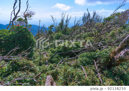 夏の伊豆山稜線歩道の風景 高原の灌木 夏の伊豆山稜線歩道の風景 高原の灌木 92138250