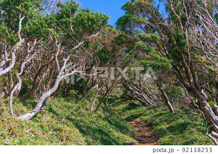夏の伊豆山稜線歩道の風景　高原の灌木 92138253