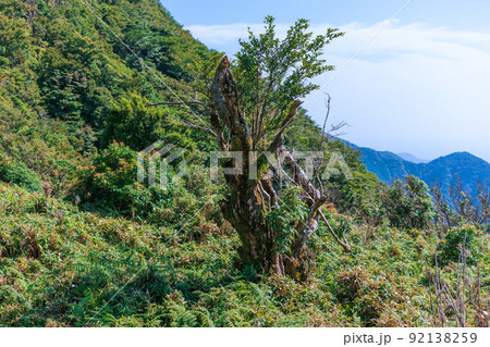 夏の伊豆山稜線歩道の風景 高原の灌木 夏の伊豆山稜線歩道の風景 高原の灌木 92138259