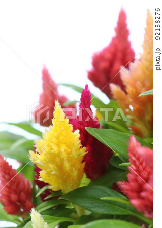 鉢植えのケイトウのクローズアップ 【白背景】 92138276