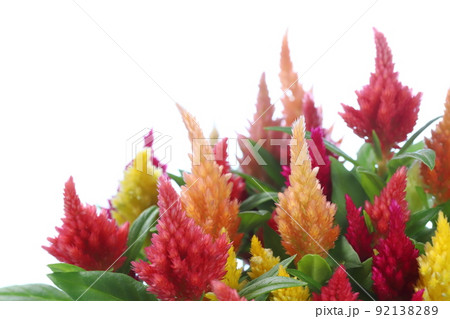 鉢植えのケイトウのクローズアップ 【白背景】 92138289