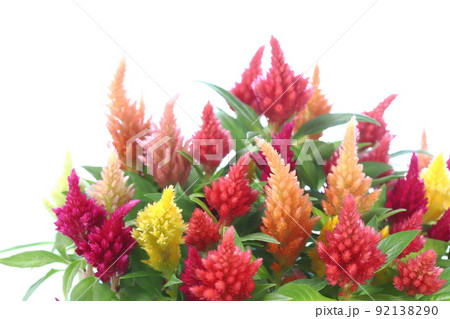 鉢植えのケイトウのクローズアップ 【白背景】 92138290