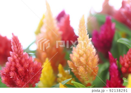 鉢植えのケイトウのクローズアップ 【白背景】 92138291