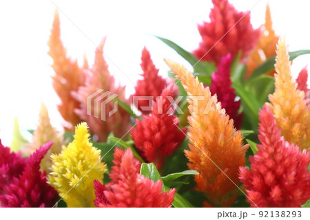 鉢植えのケイトウのクローズアップ 【白背景】 92138293
