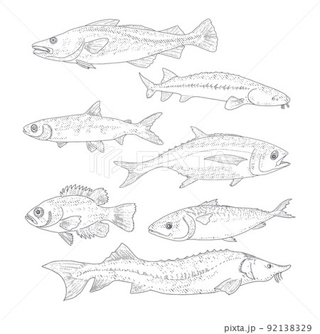 A collection of fish in vintage style A collection of fish in vintage style 92138329