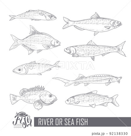 A collection of fish in vintage style A collection of fish in vintage style 92138330