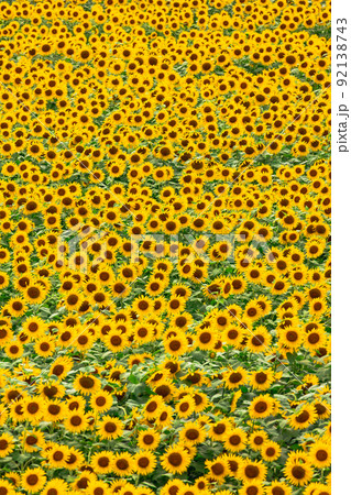 兵庫　ひまわりの丘公園　一面の向日葵 92138743