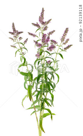 Silver horse mint with flowers, isolated on white background. Mentha longifolia. Herbal medicine. Clipping path. Silver horse mint with flowers, isolated on white background. Mentha longifolia. Herbal medicine. Clipping path. 92139118