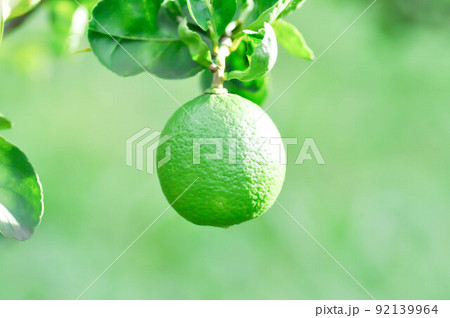 lime, lime plant or lemon on lemon tree lime, lime plant or lemon on lemon tree 92139964