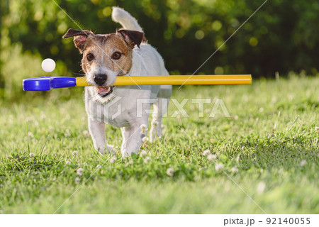 Dog playing with golf club and ball on green grass course 92140055