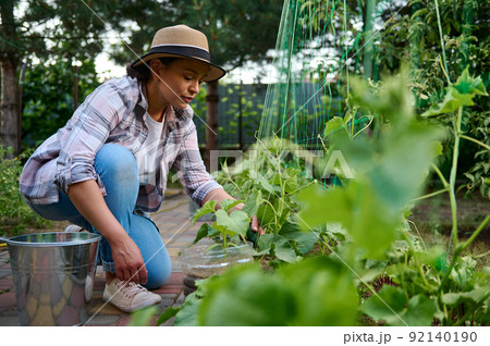 Charming multiethnic woman farmer amateur, gardener picking ripe cucumbers grown in her family eco farm Charming multiethnic woman farmer amateur, gardener picking ripe cucumbers grown in her family eco farm 92140190