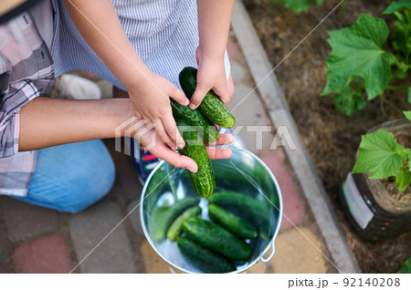 Top view of mom and child hands holding harvested ripe ready-to-eat cucumbers above a metal bucket. Family eco farm  92140208