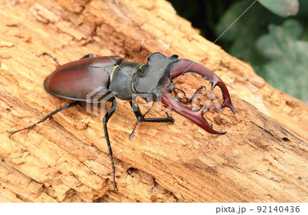 Beautiful rare european stag beetle Lucanus cervus 92140436
