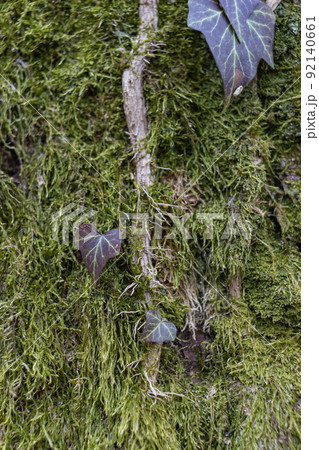 Ivy Growing on a Mossy Tree Trunk. Ivy climbing on mossy bark of a tree. Close up 92140661