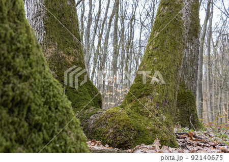 Mossy sprawling tree trunk deep in mountain forest 92140675