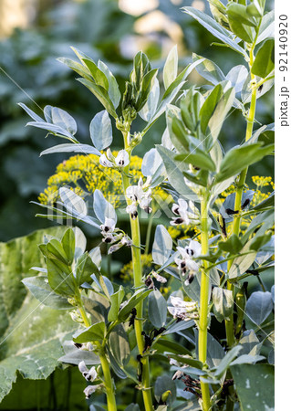 White flowers on vegetable beans. Vegetable beans are plants from the legume family 92140920