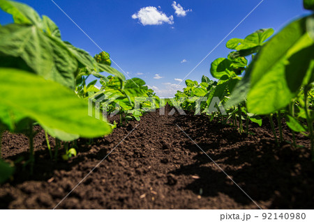Soybean field ripening at spring season, agricultural landscape Soybean field ripening at spring season, agricultural landscape 92140980