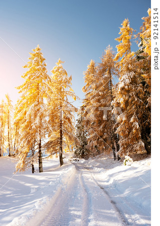 Picturesque landscape with orange larches covered by first snow Picturesque landscape with orange larches covered by first snow 92141514