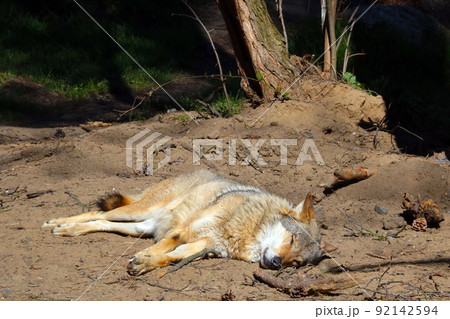 The wolf lies on the ground and basks in the sun in the forest. 92142594