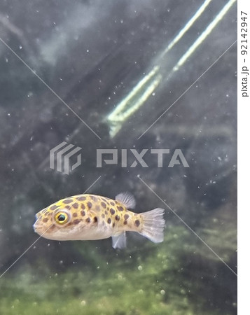 White-spotted puffer Arothron hispidus High quality White-spotted puffer Arothron hispidus High quality 92142947