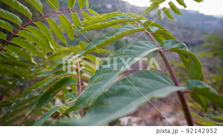 Scenic old ruins of deserted Lifta village near Jerusalem, Israel. 92142952