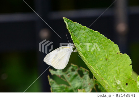 山田池公園 92143941