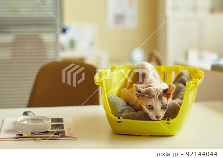 Hairless Cat in Vet Clinic 92144044