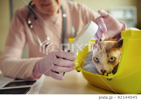 Sphynx Cat in Vet Clinic 92144045