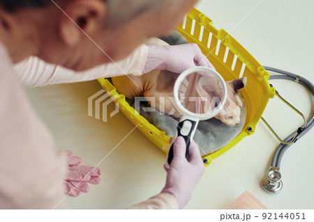 Vet Exam for Cat Vet Exam for Cat 92144051
