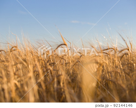 A closeup of wheat field on a sunny day with clear sky at background 92144146