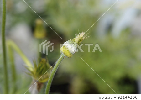 Pasque flower Pinwheel White 92144206