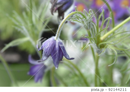 Pasque flower Pinwheel Blue Violet Shades Pasque flower Pinwheel Blue Violet Shades 92144211