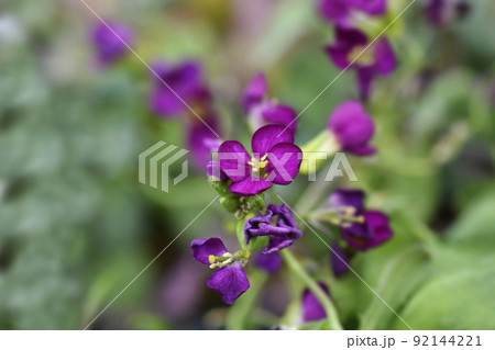 Garden Arabis Garden Arabis 92144221