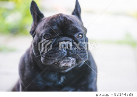 Black French Bulldog resting on grass at a park. Purebred Frenchie outdoors on a sunny afternoon. Dog enjoying outside. Black French Bulldog resting on grass at a park. Purebred Frenchie outdoors on a sunny afternoon. Dog enjoying outside. 92144538