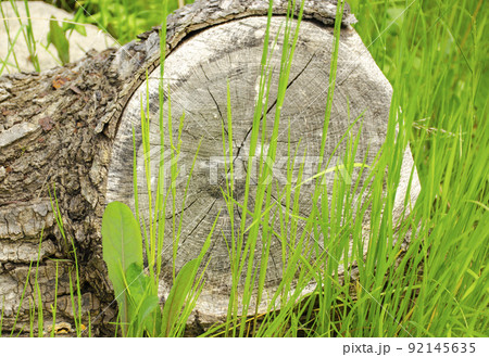 Cut down tree on the floor with green grass Cut down tree on the floor with green grass 92145635