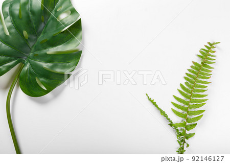 Different tropical leaves on white background 92146127